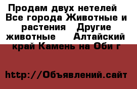 Продам двух нетелей - Все города Животные и растения » Другие животные   . Алтайский край,Камень-на-Оби г.